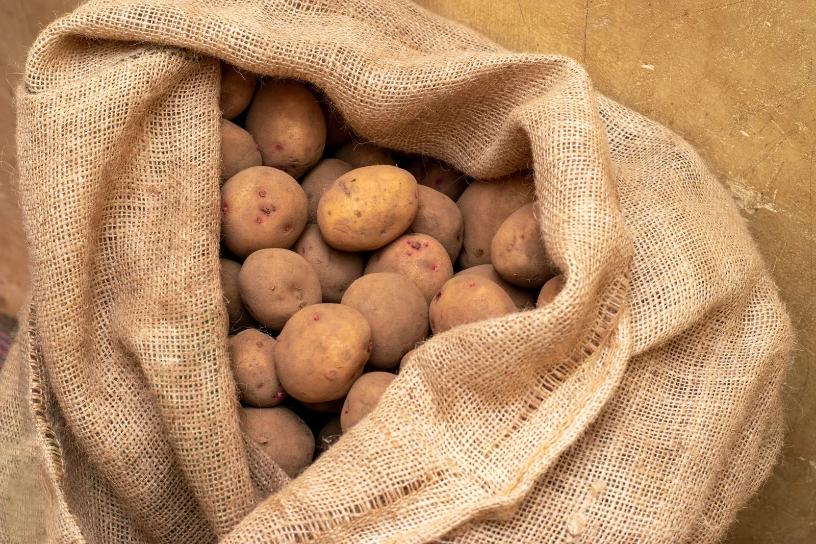 Potatis förvaras mörkt och svalt i säck